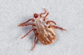 Rhipicephalus sanguineus