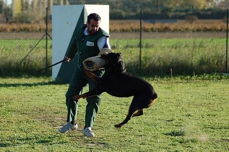 Rottweiler attaque adobestock 1754149