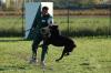 Rottweiler attaque adobestock 1754150