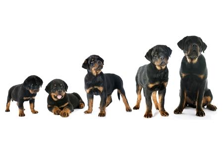 Rottweiler chiot croissance adobestock 60807206