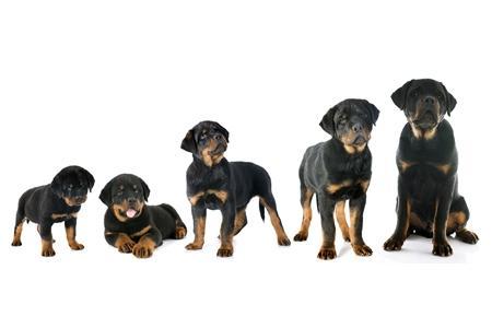 Conseils pour une bonne croissance des chiots