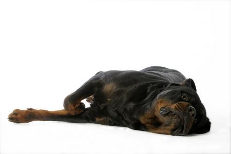 Rottweiler couche adobestock 19500474