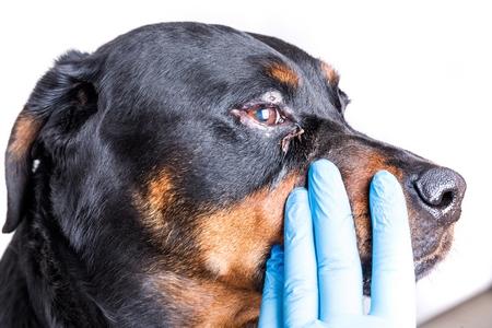 Rottweiler yeux sales adobestock 284748440