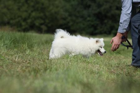 Samoyede chiot maitre adobestock 31872058