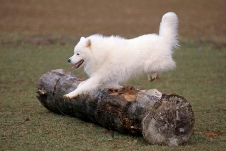 Samoyede saut adobestock 19210382