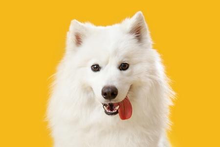 Samoyede tire la langue adobestock 601555885