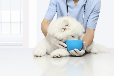 Samoyede veterinaire croquette chiot adobestock 181366793 2