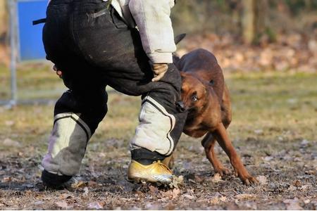 Mondioring avec son chien : règlement, races, clubs France
