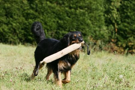 Apprendre le apporte à votre chien simplement avec Mouss !