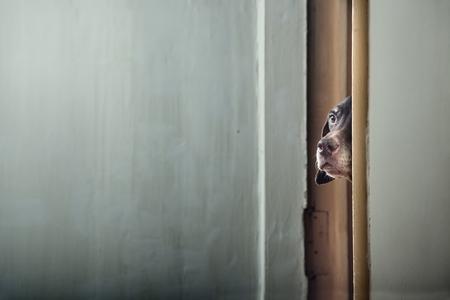 Jouer à cache-cache avec son chien : comment, intérêt, etc.