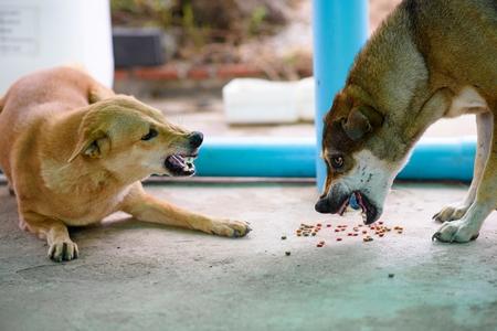 Sans race chiens agressifs adobestock 425700054