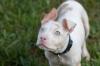 Sans race chiot albinos adobestock 223048428