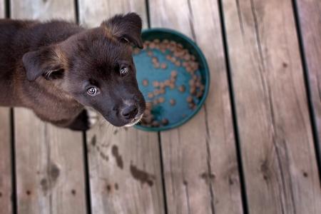 Sans race chiot croquettes adobestock 193056401 2