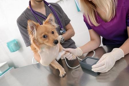 Hypertension chez le chien : traitement, symptômes, prévention