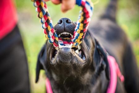 Corde pour chien : avantages, modèles, prix