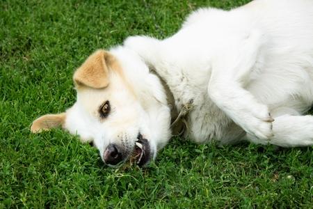 Convulsions chez le chien : symptômes, traitement, causes