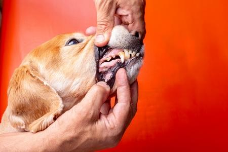 Gingivite du chien : cause, symptômes, traitement