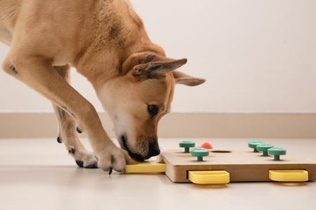 Jouets éducatifs pour chien : niveaux, intérêt, prix