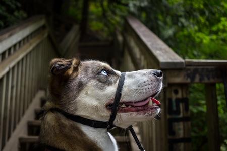 Collier pour chien étrangleur en métal Torquatus attache rapide