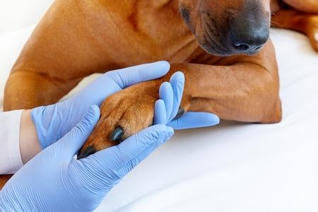 Tendinite chez le chien : causes, symptômes, traitements