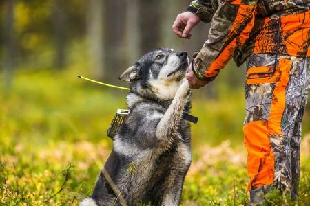 Sans race primitif chasse maitre croquette adobestock 173452403