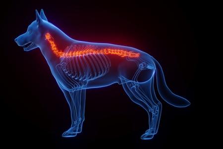 Luxation vertébrale chien : causes, symptômes, traitement