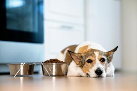 Croquettes chien senior : les meilleures ? Quel âge ? Avis ?