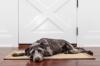 Sans race tapis adobestock 85327002