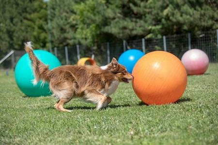 Treibball avec son chien : règles, ballon, équipement, clubs