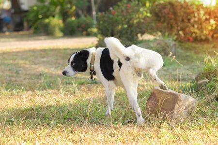 infection du tractus urinaire chien : causes et traitement