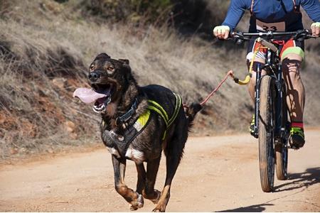 Sans race velo cani vtt adobestock 203950923