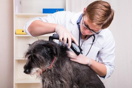 Vaccin contre la Piroplasmose chez le chien : tiques, prix, avis