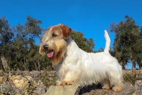 Sealyham terrier