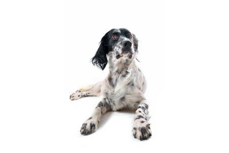 Setter anglais adobestock 25471247