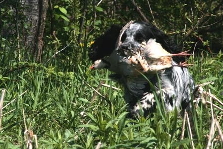 Setter anglais chasse adobestock 3236842