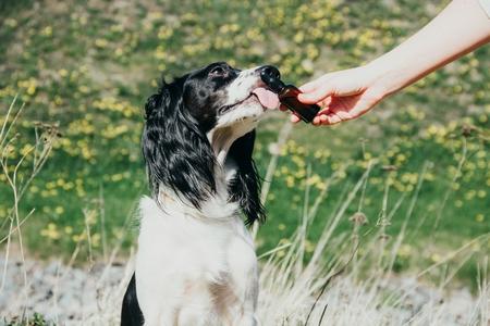 Setter anglais complement alimentaire adobestock 346959816