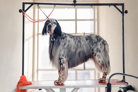 Table de toilettage pour chien : pliante, hydraulique, particulier