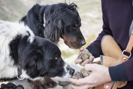 Setter anglais truffes adobestock 417115472