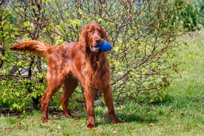 Setter irlandais avec un jouet bleu dans la gueule