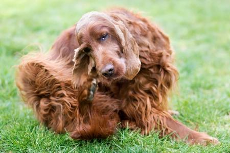 Setter irlandais gratte adobestock 353161605