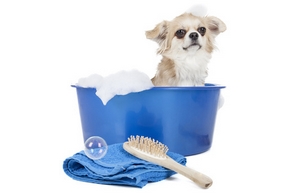 Shampoing chien