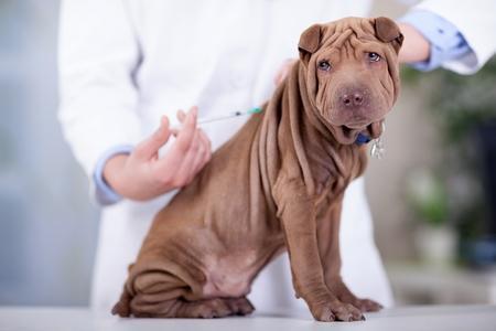 Vaccin contre la Rage chez le chien (antirabique) : obligatoire ?