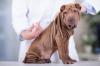 Shar pei chiot veterinaire adobestock 65372159