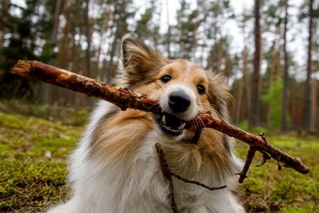 Faire jouer votre chien avec une balle de tennis est dangereux