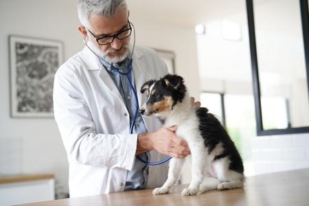 Shetland chiot veterinaire adobestock 320546943