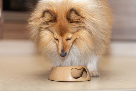 Quelle quantité de croquettes pour un chiot ?