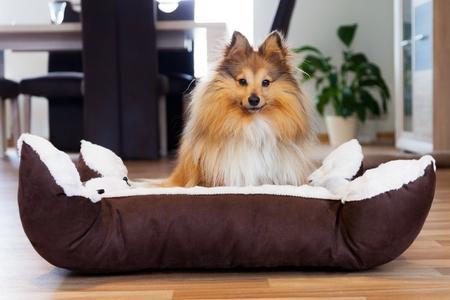 Au panier ! Comment apprendre à son chien à aller au panier?