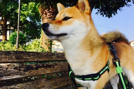 Shiba inu banc adobestock 176272650