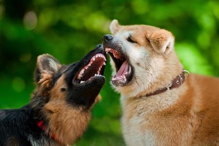 Arrêter une bagarre de chien avec les conseils de Mouss !