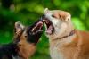 Shiba inu berger allemand chiot bagarre adobestock 58982186